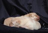 LABRADOR 1281
